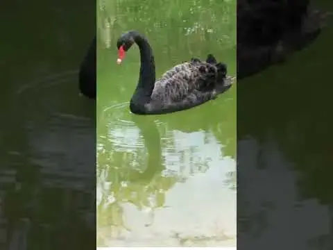 'Video thumbnail for Black Swan Floating In Green Lake'
