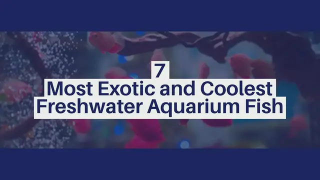 'Video thumbnail for 7 Most Exotic And Coolest Freshwater Fish'