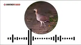 Video thumbnail for Solitary Tinamou Sound | Solitary Tinamou Call | Solitary Tinamou Song | Brown Tinamou Calling