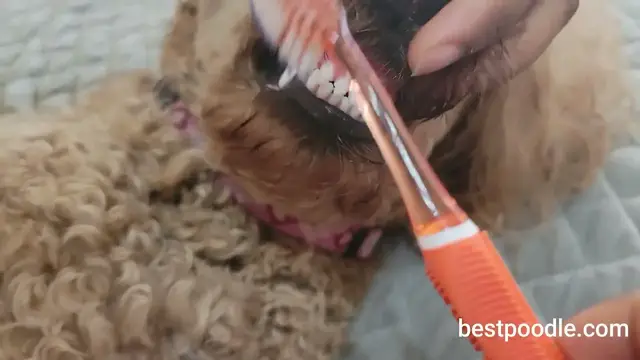 Video thumbnail for HOW TO CLEAN A POODLE'S TEETH