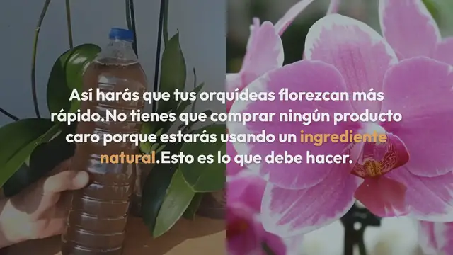 Video thumbnail for Haz esto a menudo para que todas las orquídeas florezcan profusamente: duran más