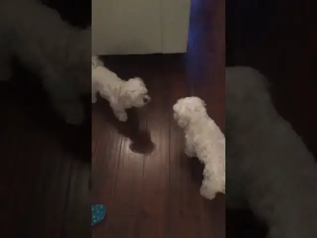 'Video thumbnail for Bunty & Django the Maltese pups having a wild play session '