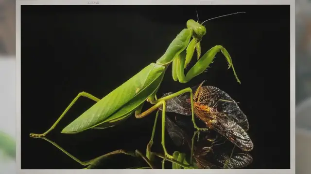 'Video thumbnail for Reasons Why Your Praying Mantis Refuses to Eat'