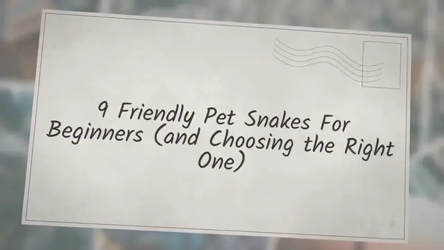 Video thumbnail for 9 Friendly Pet Snakes For Beginners (and Choosing the Right One)