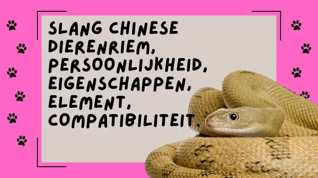 Video thumbnail for Slang chinese dierenriem, persoonlijkheid, eigenschappen, element, compatibiliteit.