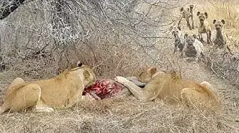 Video thumbnail for Lions Eat Warthog Alive Before Hyenas Try To Take Over