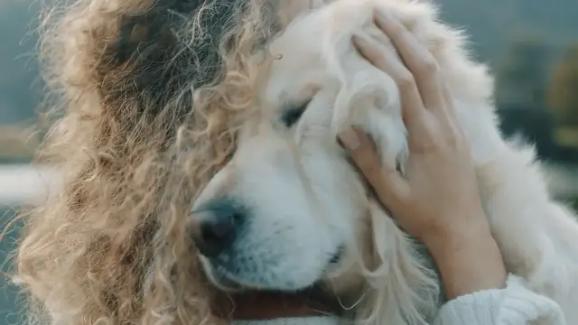 'Video thumbnail for what is heartworm in dogs'