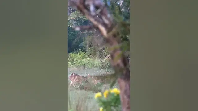 Video thumbnail for Spotted deer herd #shorts