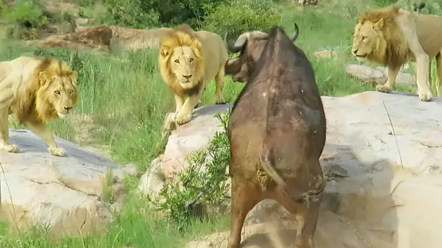 Video thumbnail for 3 Lions Corner Buffalo With Broken Leg