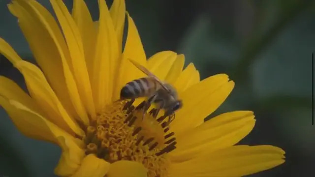 Video thumbnail for What Is Special About Bees Eyes? - Wise Beekeeping