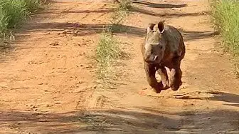 Video thumbnail for The Most Excited Baby Rhino Ever!