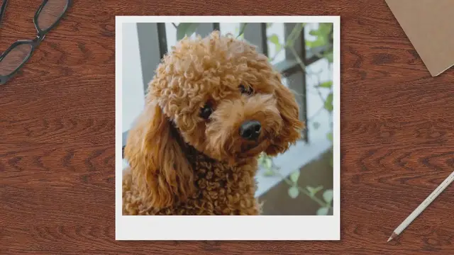 'Video thumbnail for How To Stop A Poodle Barking'