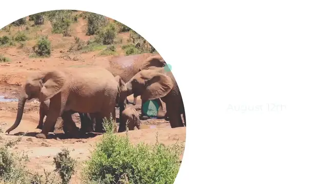 Video thumbnail for World Elephant Conservation Day
