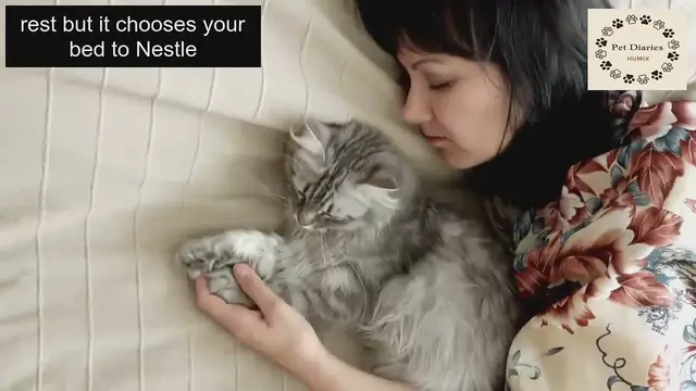 'Video thumbnail for Cat sleeping habits'
