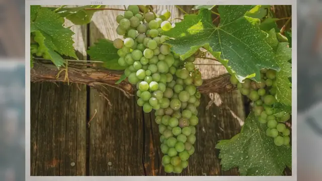 Video thumbnail for Does Grape Jelly Go Bad?