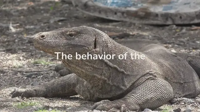 Video thumbnail for Komodo Dragon Behavior