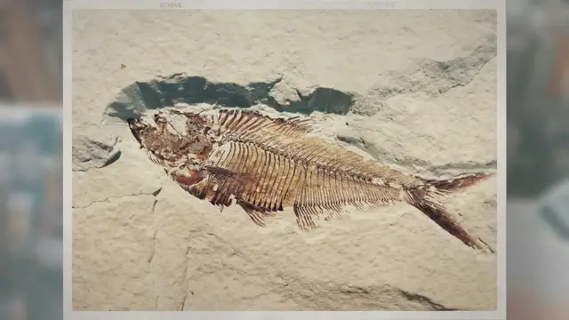 Video thumbnail for Where Did They Find Megalodon Fossils?