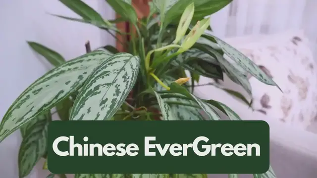 Video thumbnail for Plants For Your Office  or Business