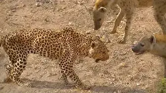 Video thumbnail for Old Leopard is Bullied by Hyenas