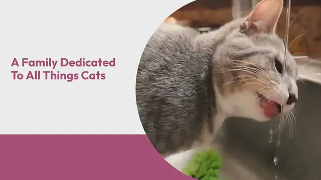 Video thumbnail for Catstourguide intro