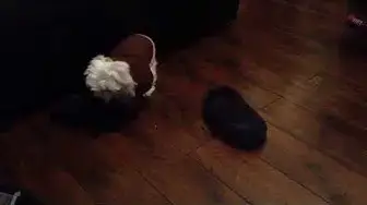 'Video thumbnail for No like my jacket, will attack Dad’s slipper in fury! #django #maltesepuppies #dogslovers #maltese'