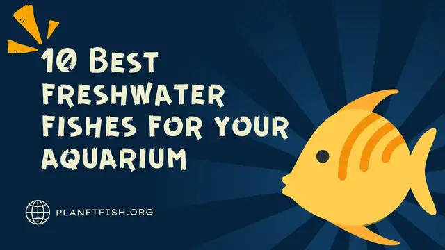 'Video thumbnail for 10 Best fresh water aquarium fishes for your fish tank'