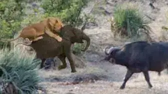 Video thumbnail for Buffaloes Rescue Baby Elephant from Lions