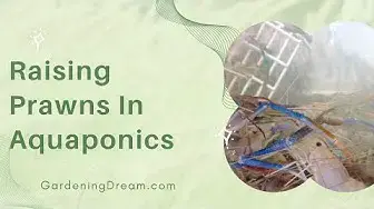 Video thumbnail for Raising Prawns In Aquaponics