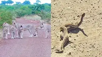 Video thumbnail for Lion Roadblock and Baby Jackals Playing