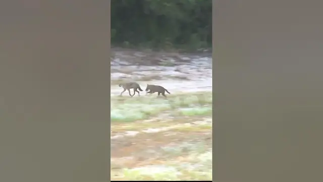 Video thumbnail for Two jackals playing #shorts