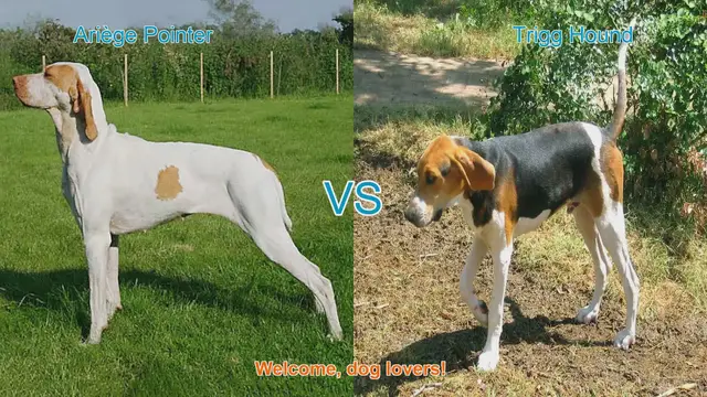 Video thumbnail for Ariège Pointer vs. Trigg Hound: A Detailed Breed Comparison