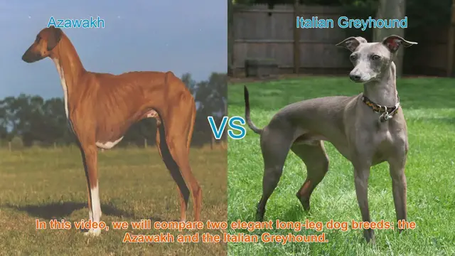 Video thumbnail for Azawakh vs. Italian Greyhound: A Comparison of Elegant Long-Leg Dog Breeds