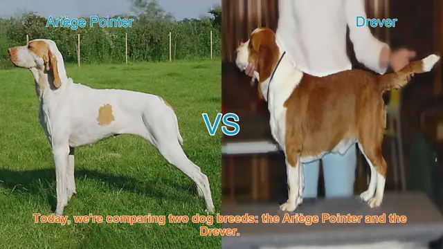 Video thumbnail for Ariège Pointer vs. Drever: A Comparison of Two Dog Breeds