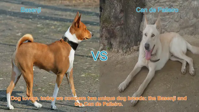 Video thumbnail for Comparing Basenji and Can de Palleiro: Unique Dog Breeds