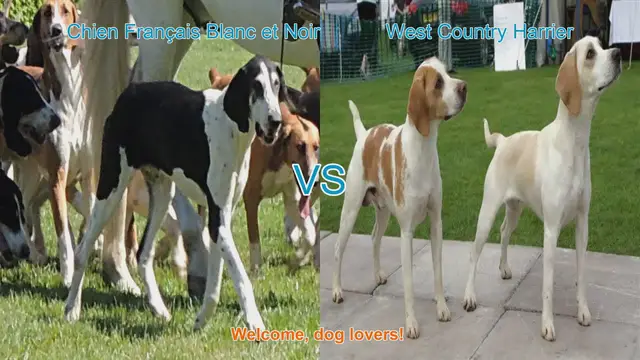Video thumbnail for Dog Breed Comparison: Chien Français Blanc et Noir vs. West Country Harrier