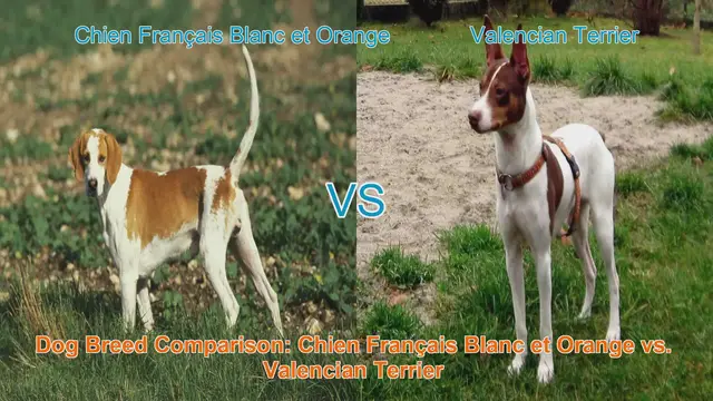 Video thumbnail for Dog Breed Comparison: Chien Français Blanc et Orange vs. Valencian Terrier