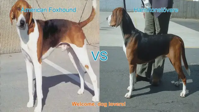 Video thumbnail for American Foxhound vs. Hamiltonstövare: A Comprehensive Comparison