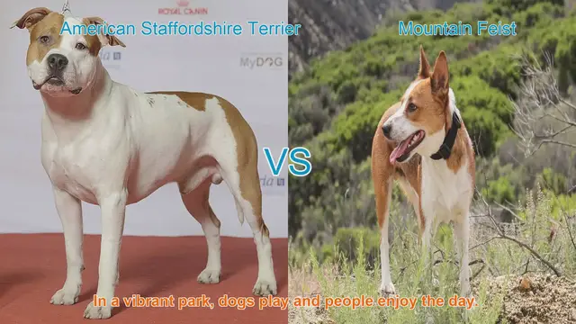 Video thumbnail for American Staffordshire Terrier vs. Mountain Feist: A Breed Comparison
