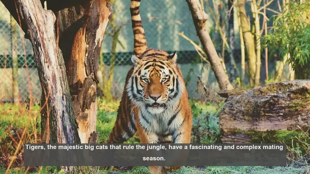 Video thumbnail for 10 Key Facts About Tiger Mating Season