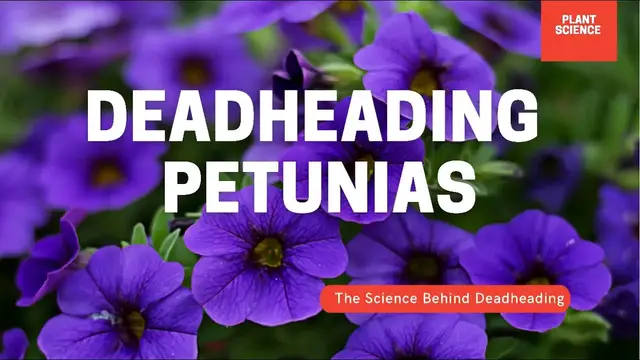 'Video thumbnail for Deadheading Petunias 101. The Complete Guide To Deadheading Petunias & Pansy’s. How, When & Why'