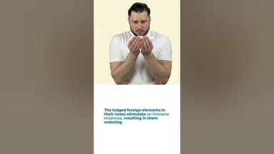 'Video thumbnail for Why Does My Dog Sneeze When Lying On His Back'