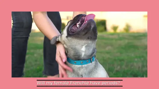 'Video thumbnail for French Bulldog Periods – What You Should Know'