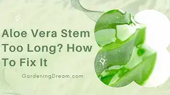 Video thumbnail for Aloe Vera Stem Too Long? How To Fix It