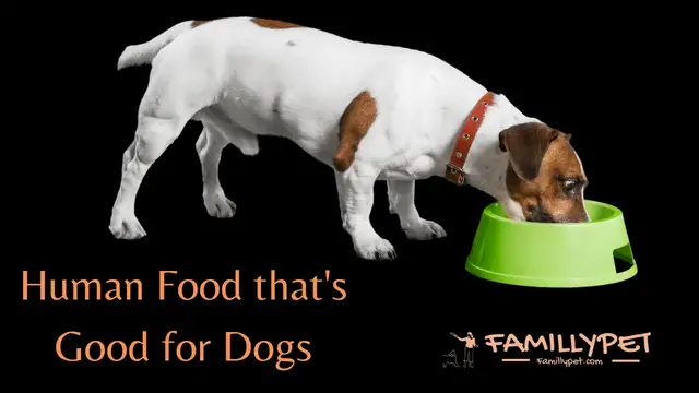 Video thumbnail for What do dogs love to eat ?