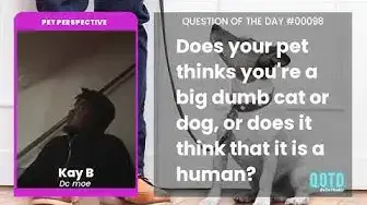 Video thumbnail for Kay B says pets see humans as their owners. Interesting take!