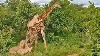 Video thumbnail for EPIC: Giraffe Gives Lions a Ride!