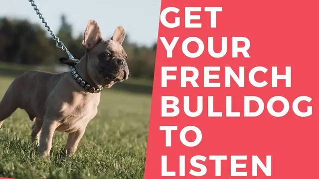 'Video thumbnail for How to get your French Bulldog to listen to you'