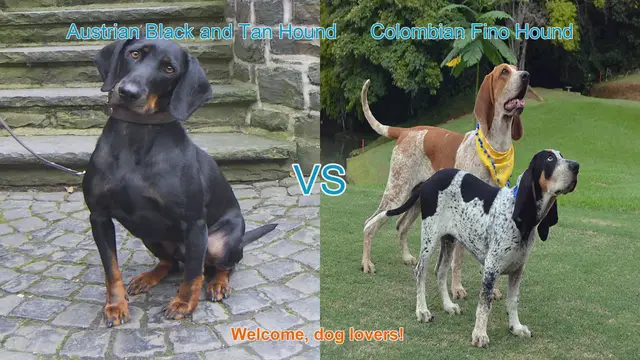 Video thumbnail for Austrian Black and Tan Hound vs. Colombian Fino Hound: A Comprehensive Comparison