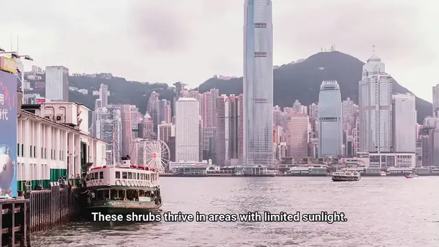 Video thumbnail for Shade Flowering Shrubs