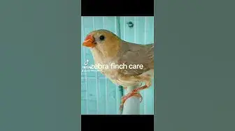 'Video thumbnail for zebra finch care guide'